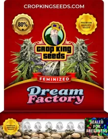 Dream Factory Feminized