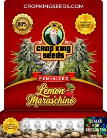 Lemon Maraschino Feminized