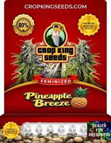 Pineapple Breeze Feminized