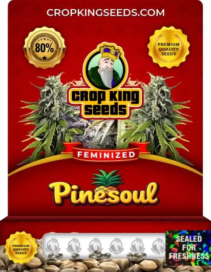 Pinesoul Feminized