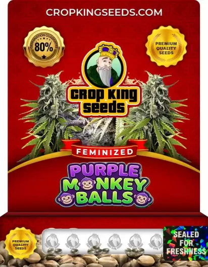 Purple Monkey Balls Feminized