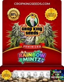 Rainbow Mintz Feminized