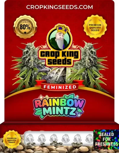 Rainbow Mintz Feminized