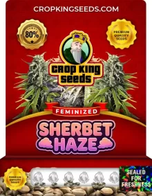 Sherbet Haze Feminized Marijuana Seeds