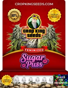 Sugar Puss Feminized