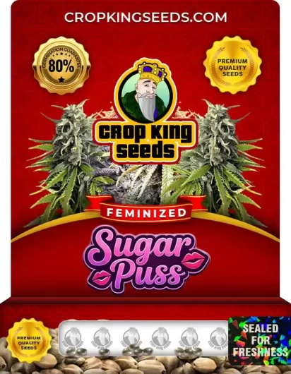 Sugar Puss Feminized