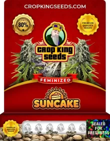 Suncake Feminized