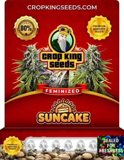 Suncake Feminized