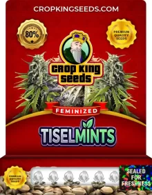 Tiselmints Feminized