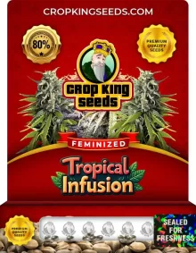 Tropical Infusion Feminized
