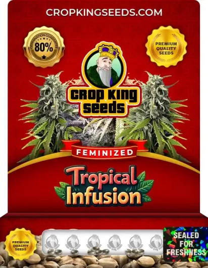 Tropical Infusion Feminized