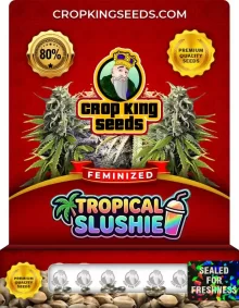 Tropical Slushie Feminized