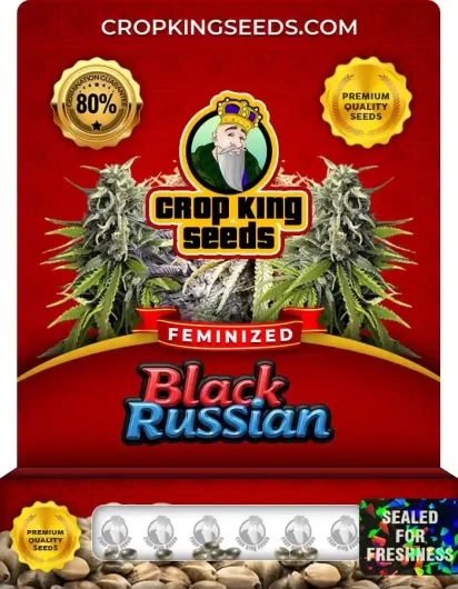 Black Russian Strain