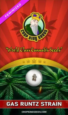 Gas Runtz Strain Feminized