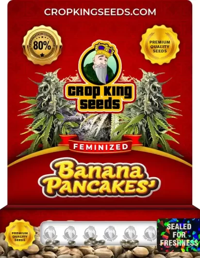 Banana Pancakes Strain