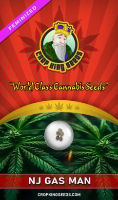 NJ Gas Man Strain Feminized