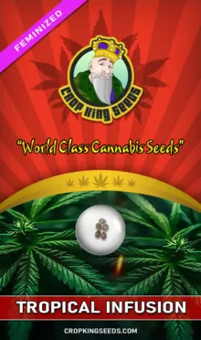 Tropical Infusion Strain Feminized
