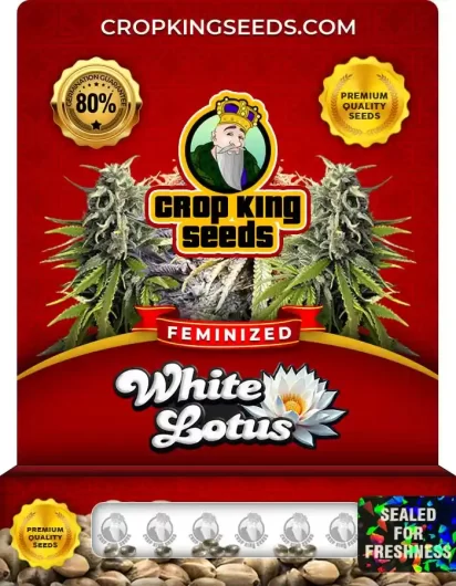 White Lotus Strain