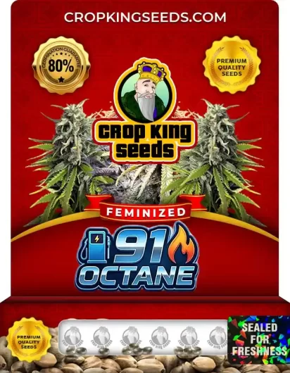 91 Octane Feminized