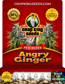 Angry Ginger Strain Feminized