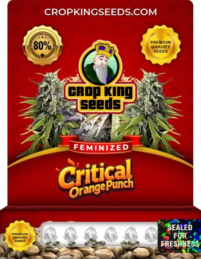 Critical Orange Punch Feminized