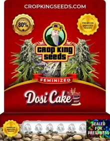 Dosi Cake Feminized