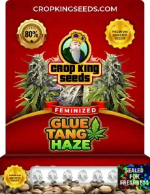 Glue Tang Haze Feminized