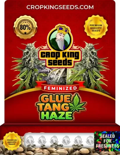Glue Tang Haze Feminized