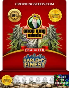 Harlem's Finest Feminized