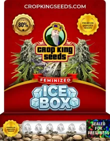 Ice Box Feminized