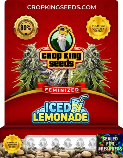 Iced Lemonade Feminized