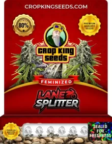 Lane Splitter Feminized