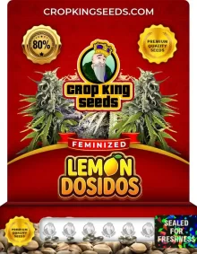 Lemon Dosidos Feminized