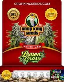 Lemon Grass Feminized