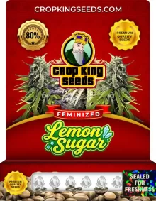 Lemon Sugar Feminized