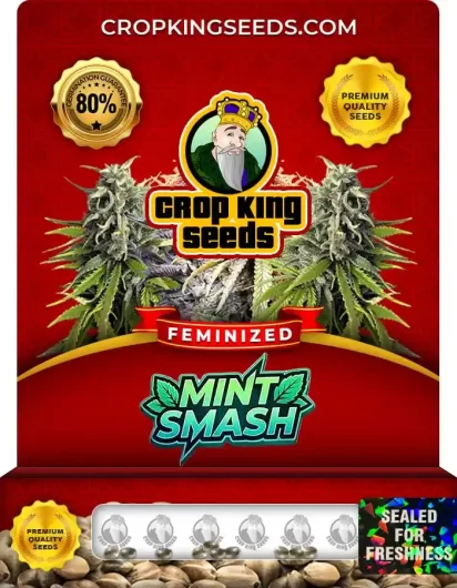 Mint Smash Strain Feminized