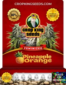 Pineapple Orange Strain Feminized Seeds