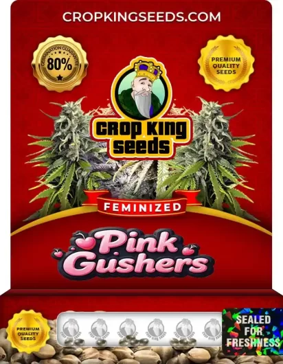 Pink Gushers Feminized