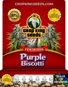 Purple Biscotti Feminized