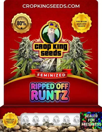 Ripped Off Runtz Feminized