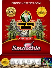 Smoothie Feminized