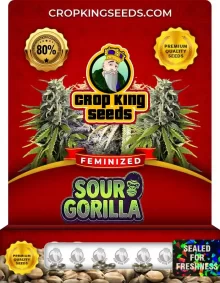 Sour Gorilla Feminized