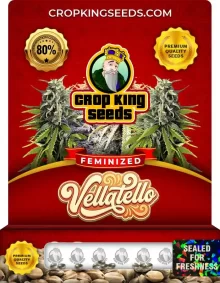 Vellatello Feminized
