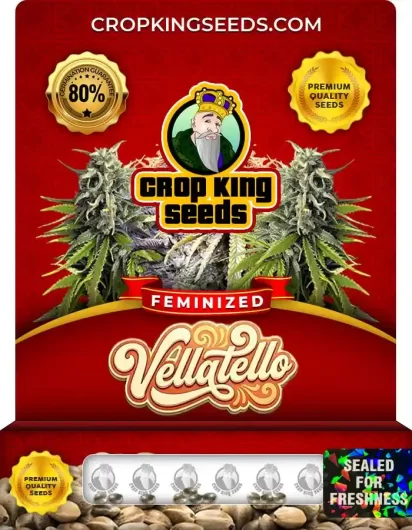 Vellatello Feminized