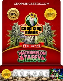 Watermelon Taffy Strain Feminized
