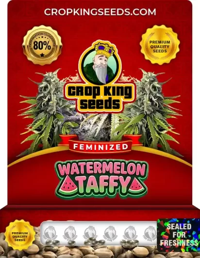 Watermelon Taffy Strain Feminized