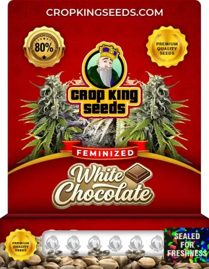 White Chocolate Feminized