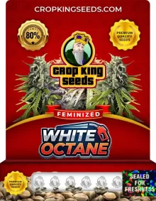 White Octane Feminized