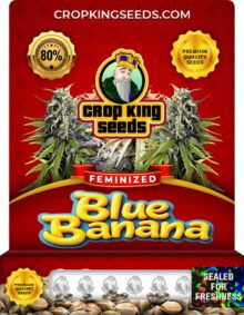 Blue Banana Strain Feminized Seeds