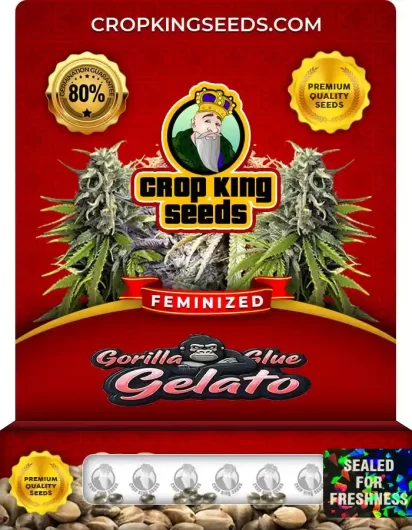 Gorilla Glue Gelato Strain